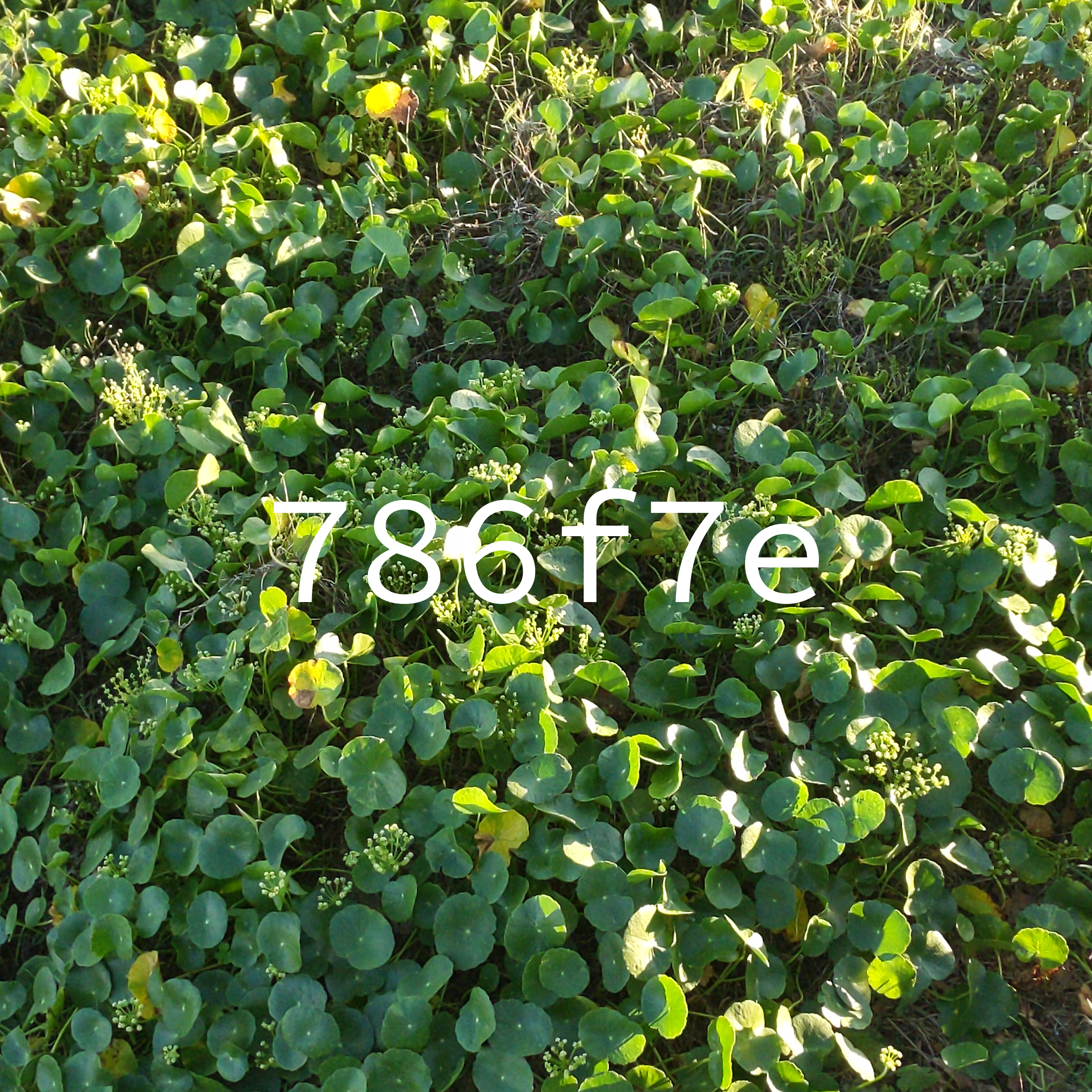 The cover art for rhodophyta, which is a picture of green plants blanketing the ground. The text 786f7e is overlaid ontop.